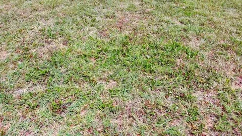 Grass Field fly Stock-Footage 93620034