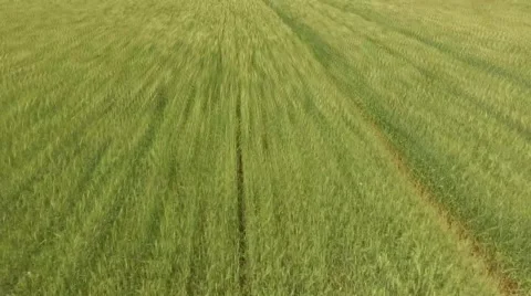 Grass field flyover Stock Footage 66840451