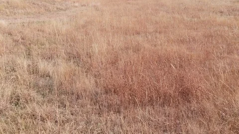Grass field flyover Stock Footage 98800198