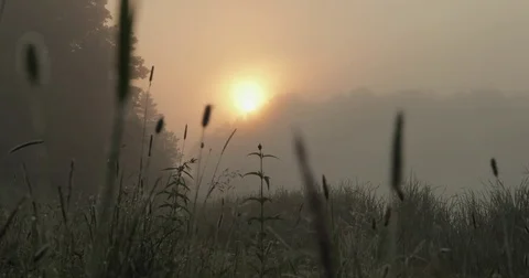 Grass on field in foggy weather during sunset Stock Footage