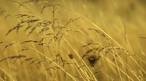 Grass field Stock Footage 924676