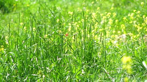 Grass field. Stock Footage 4885353