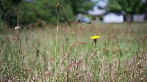 Grass field Stock Footage 7355645