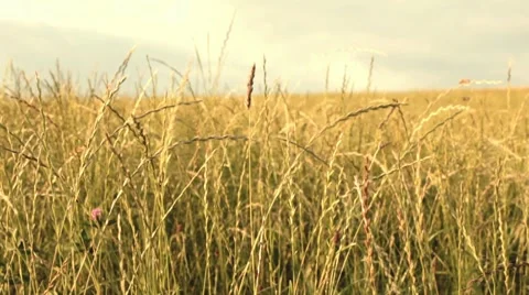 Grass field Video stock 7747908