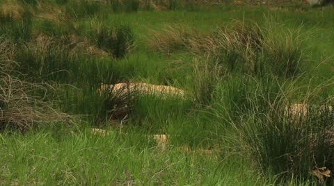 Grass Field Vidéo 24818629