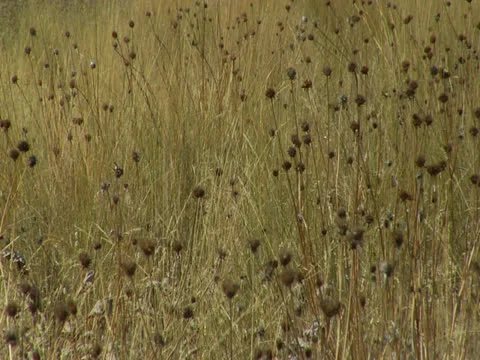 Grass field Stock Footage 25158435