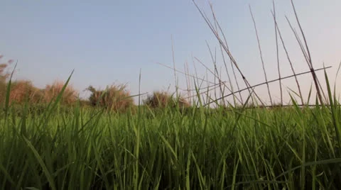 Grass on the field Stock Footage 25663660