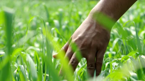 Grass field Stock Footage 33801704