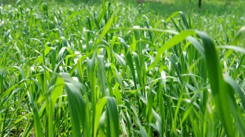 Grass field Stock Footage 33801720