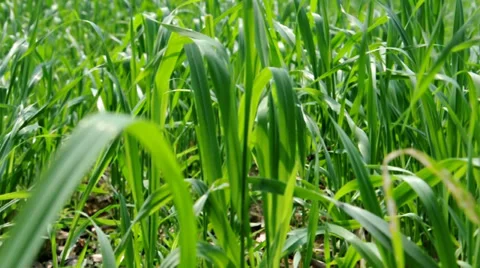 Grass field Stock Footage 33801742