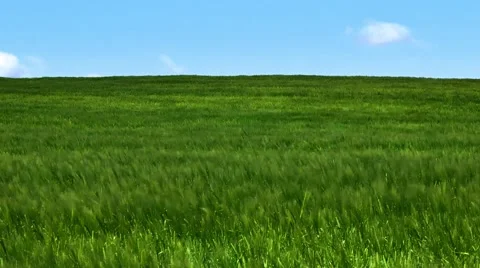 Grass Field Stock Footage 40041183