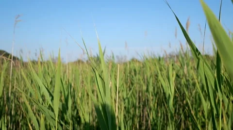 Grass Field Stock Footage 40217974