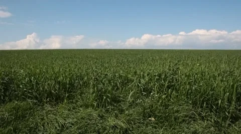 Grass field Stock Footage 47503283