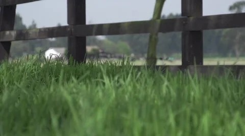 Grass on the field Stock Footage 68713980