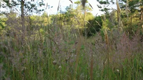 Grass in the Field Stock Footage 77509764