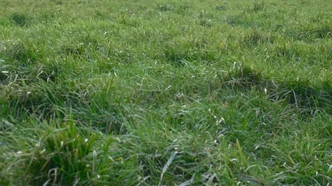 Grass field Stock Footage 84969156