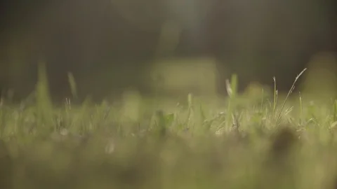 Grass field Vídeo Stock 88352769