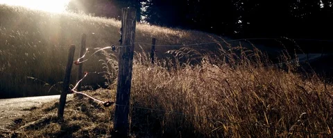 Grass field Stock Footage 91768967