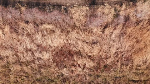 Grass to field Stock-Footage 98800272