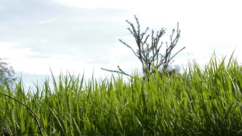 Grass field Stock Footage 99117059