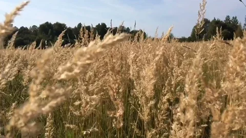 Grass in the field Video stock 116247294