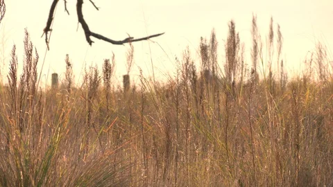 Grass field Stock Footage 124147584