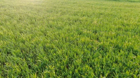 Grass field Stock Footage 128654675