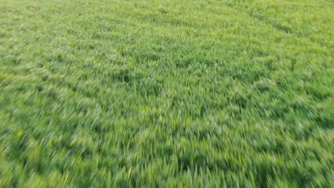 Grass field Stock Footage 128665379