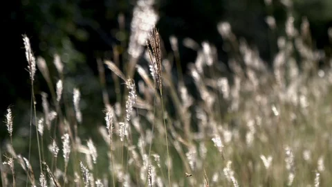 Grass in the field 스톡 동영상 128713975