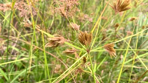 Grass field 스톡 동영상 130368142