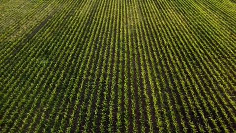 Grass field Video stock 144071605