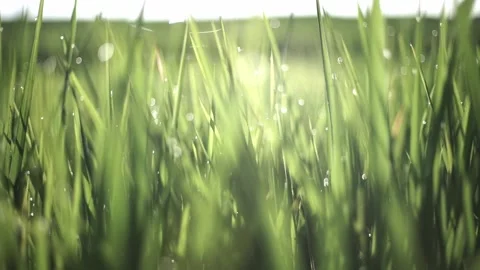 Grass Field Stock Footage 147999938