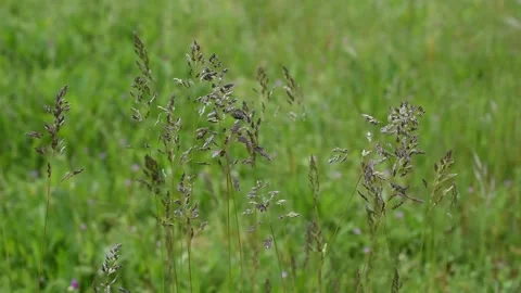 Grass in the field Stock Footage 154196695