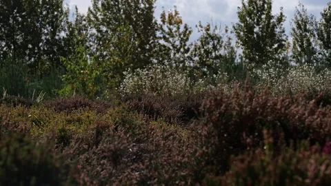 Grass in the field Video stock 254944968