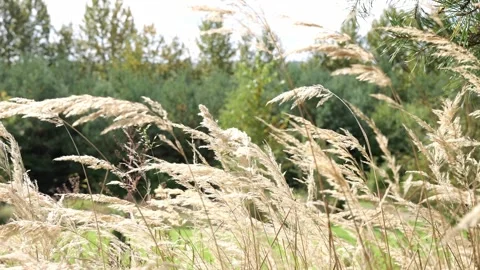 Grass in the field Stock Footage 254945218