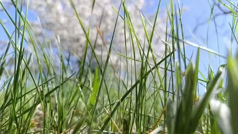 Grass in the field Video stock 312921930