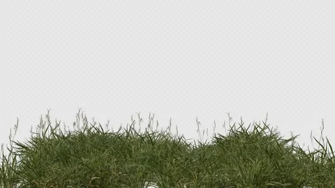 Grass Field Stock-Footage 313000947