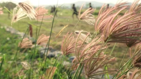 Grass in field 库存影片 336583966