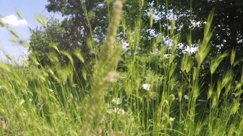 Grass field in the forest. Video stock 52367211