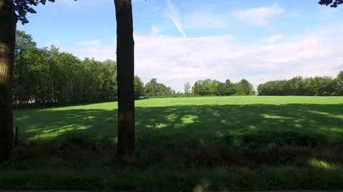 Grass field in a forrest Stock Footage 82076902
