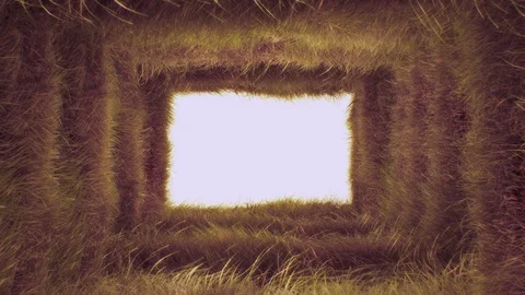 Grass Field Frame Loop Stock Footage 129483207