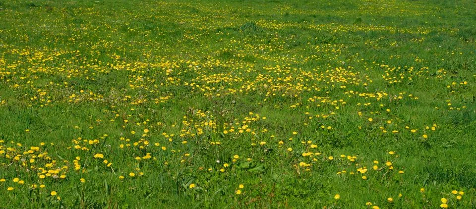 Grass field full with blooming dandelions Stock Photos