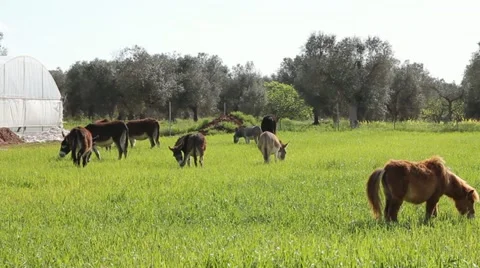 Grass field with grazing donkeys. Video stock 10900836