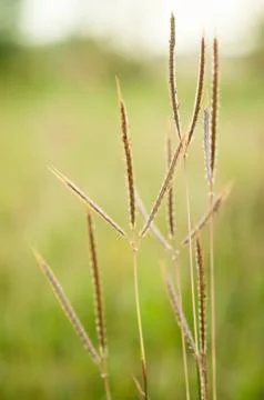 Grass in field with green background Stock Photos