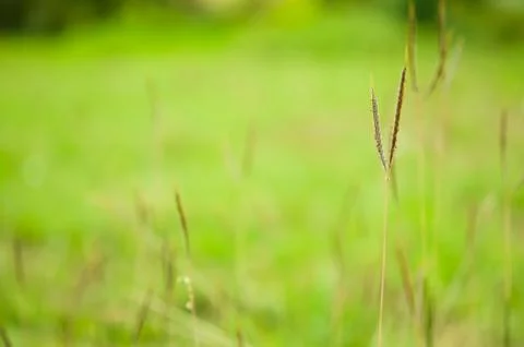 Grass in field with green background Stock Photos