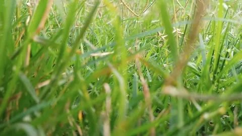 Grass field green lush view Stock Footage 270220638