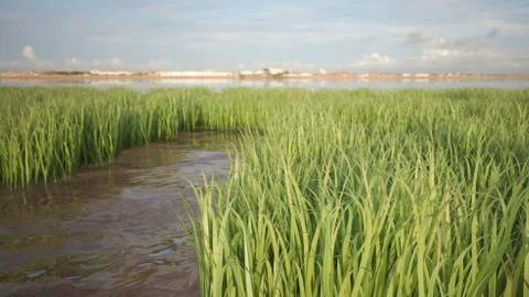 Grass field Stock Illustration