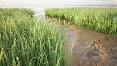 Grass field Stock Illustration