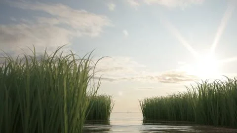 Grass field Stock Illustration