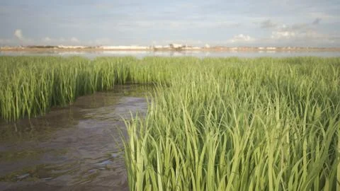 Grass field Stock Illustration